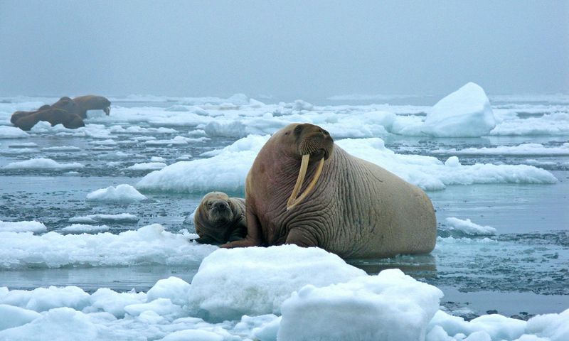 Arctic Royalty: The Walrus