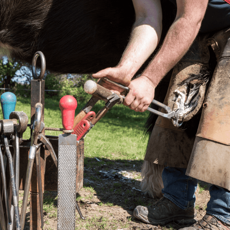 Schedule Regular Farrier Visits