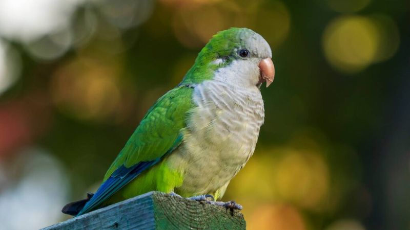 Mischievous Quaker Parrot Comedians