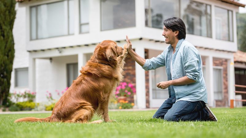 Versatile Golden Retrievers