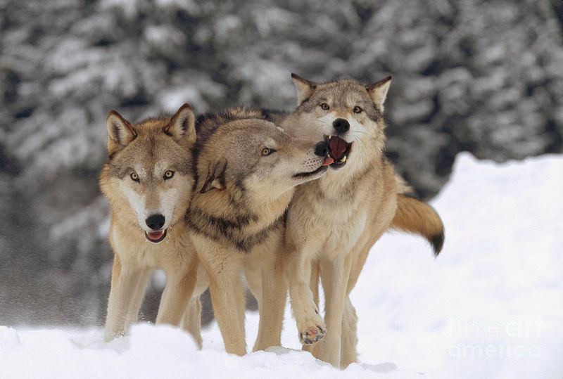 Winter Warriors