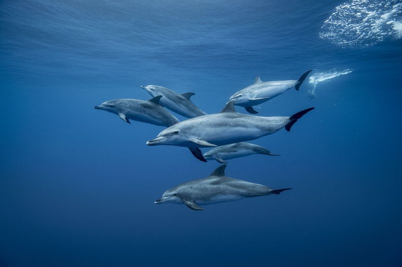 Examples In Marine Animals