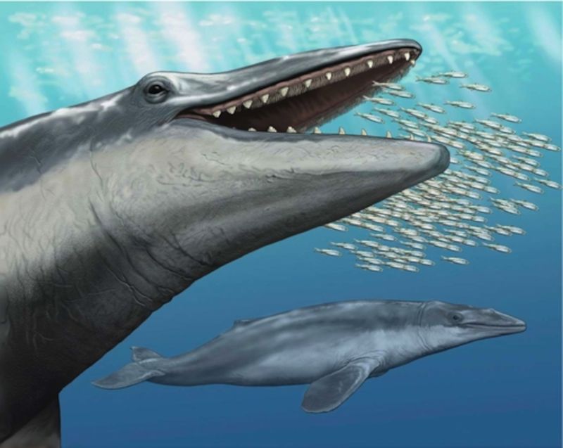 Aetiocetus