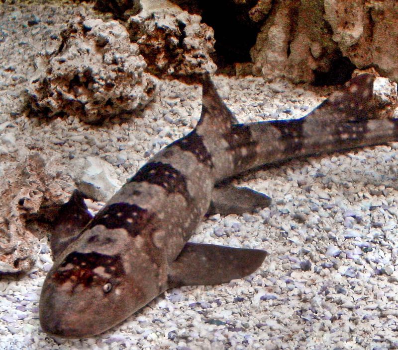 Bamboo Shark: The Beginner-Friendly Option