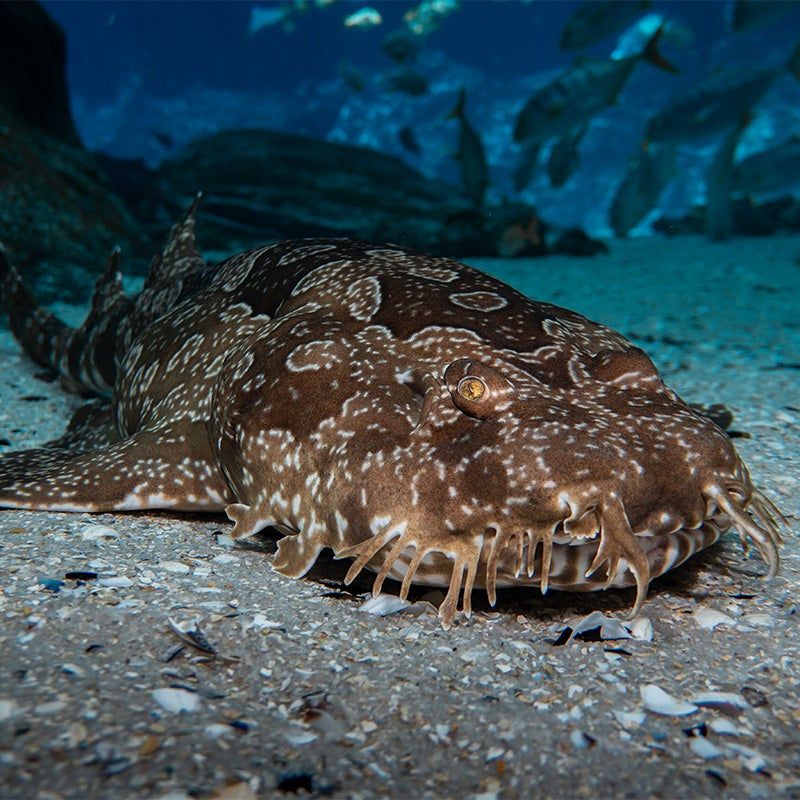 Wobbegong Shark: The Living Carpet