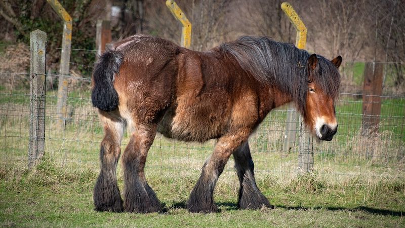 Shire Pony
