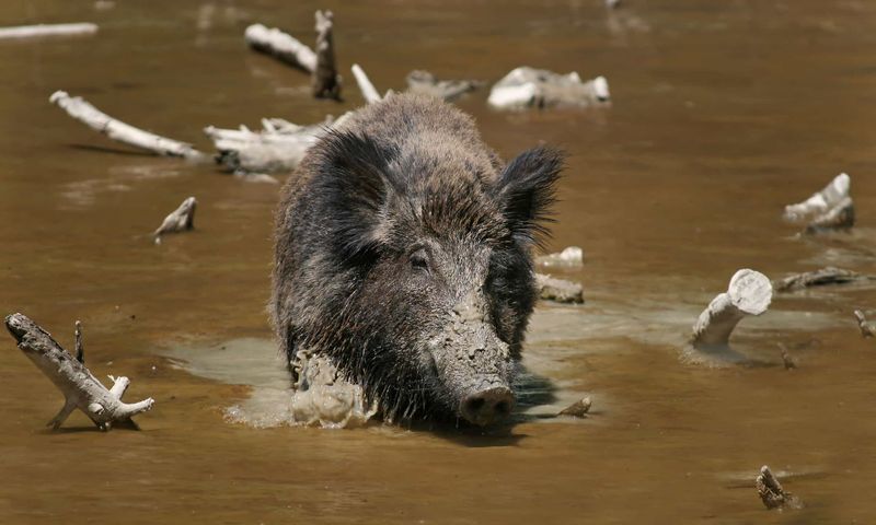 Pigs Transform Into Wild Survivors