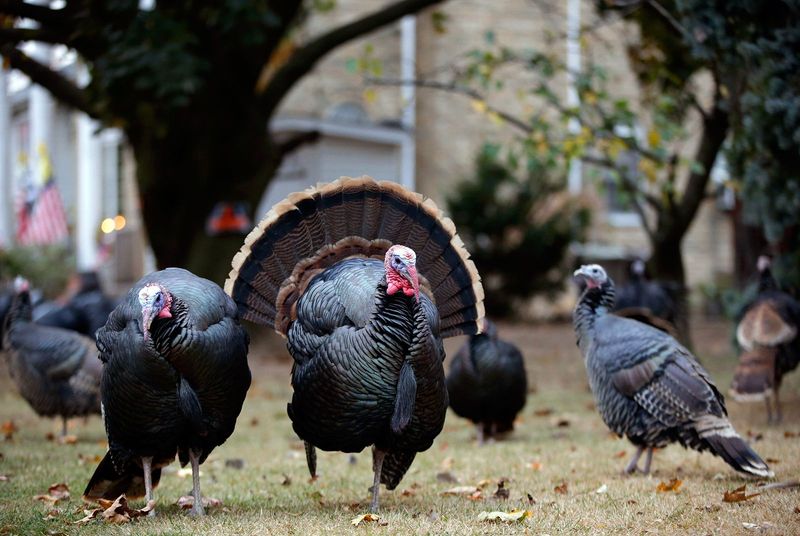 Aggressive Turkey Flock In Massachusetts