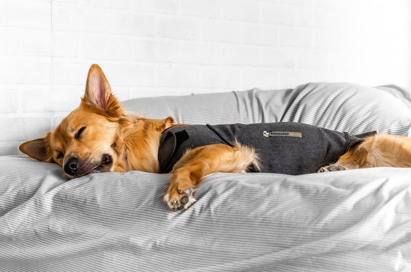 Thunder Shirts