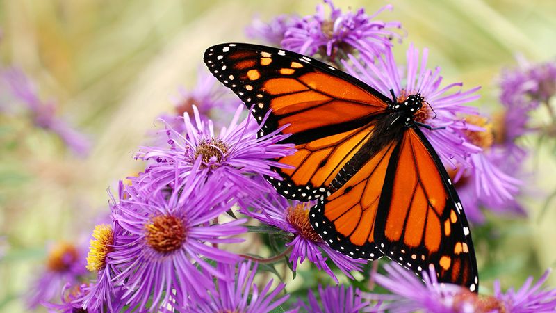 Why Delaware Is A Monarch Butterfly Hotspot In The Summer