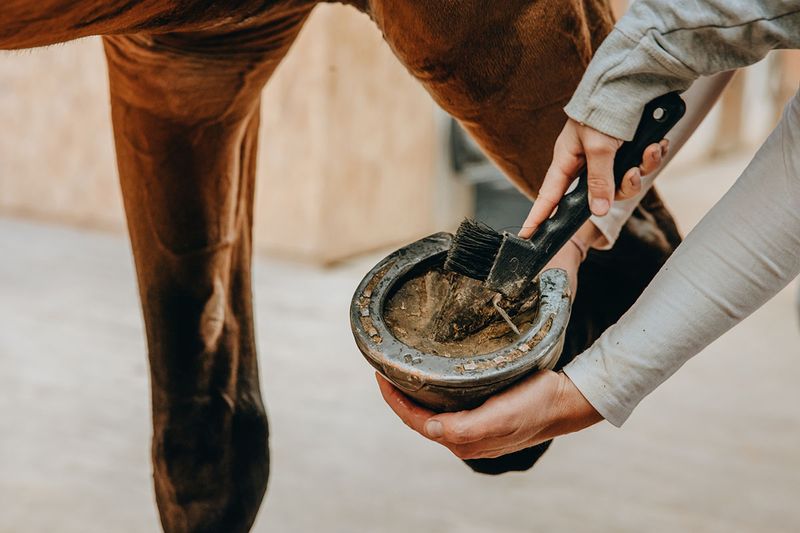 Invest In A Quality Hoof Pick