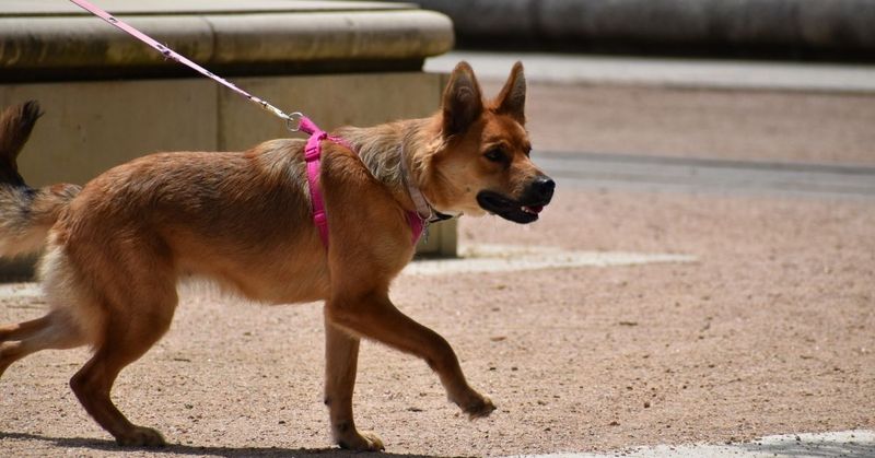 Use Leash Training For Better Control