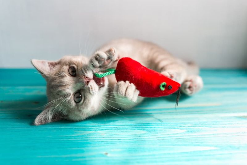 Provide Appropriate Chew Toys