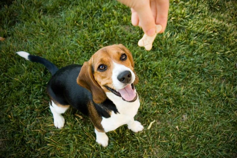 Use Positive Reinforcement Only
