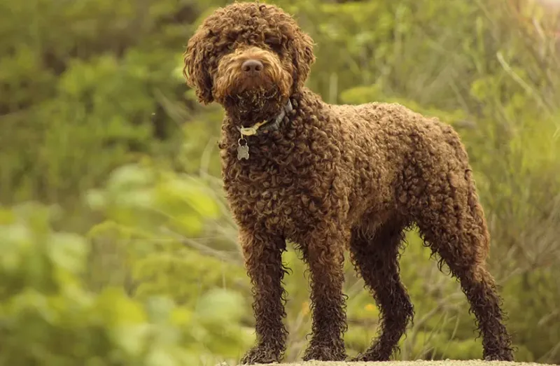 Lagotto Romagnolo – Truffle Hunters Facing Decline