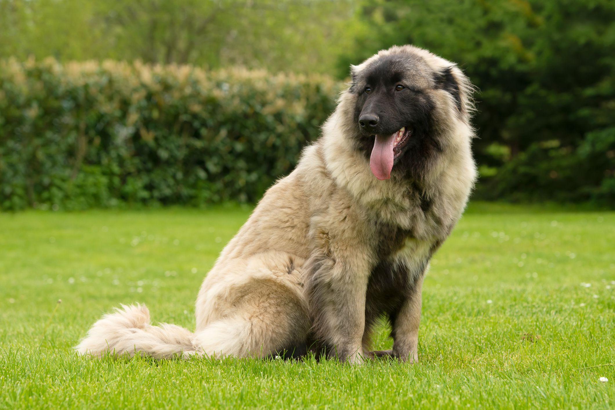 17 Giant Dog Breeds With The Most Gentle Temperaments