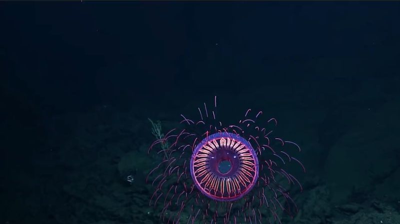 Ocean's Mood Rings