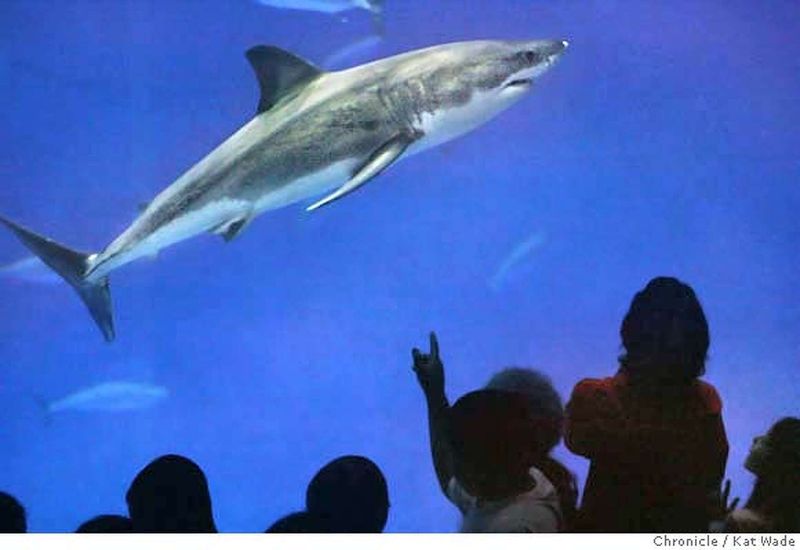 Monterey Bay Aquarium - Research And Release