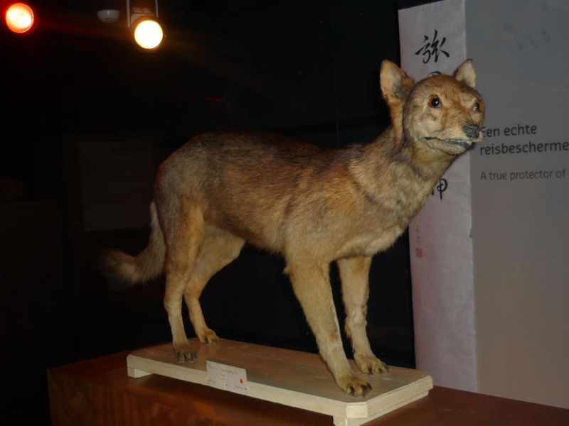 Japanese Wolf - The Extinct Mountain Dwarf