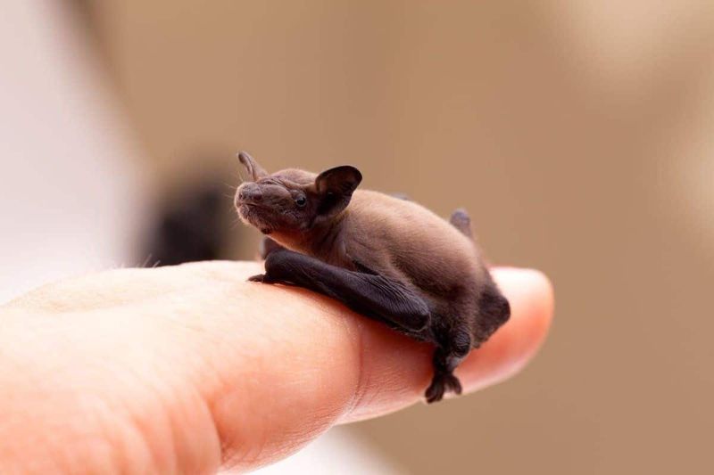 Bumblebee Bat (Smallest Mammal By Length)