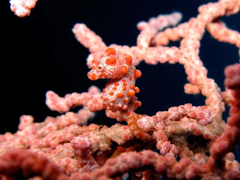 Pygmy Seahorses: Masters Of Coral Camouflage