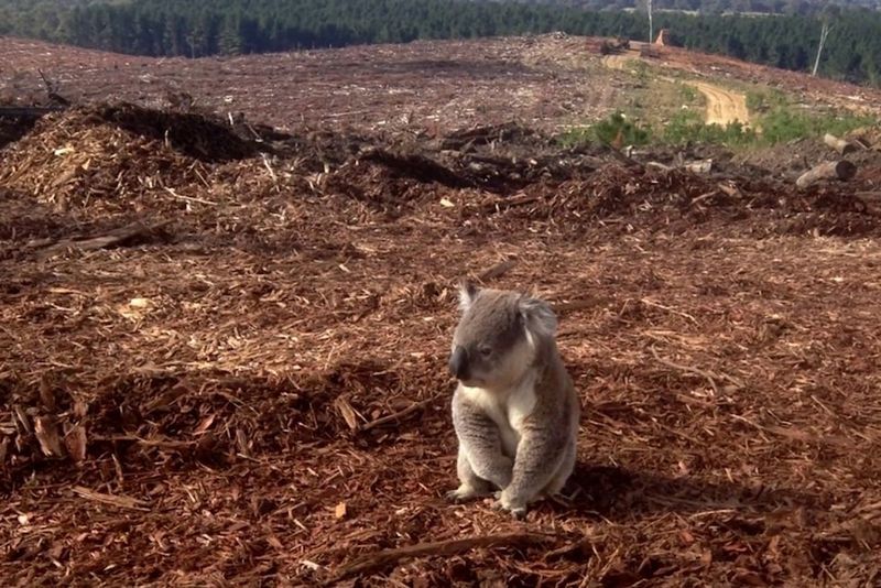 Habitat Loss Threatens Survival