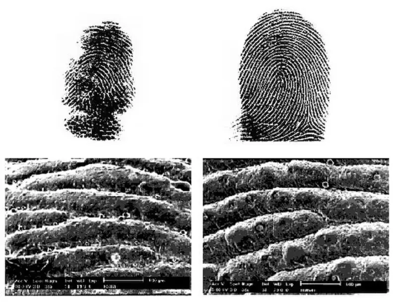 Unique Fingerprints