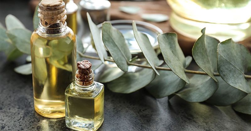 Eucalyptus Oil
