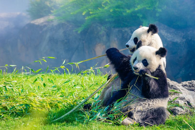 Giant Panda