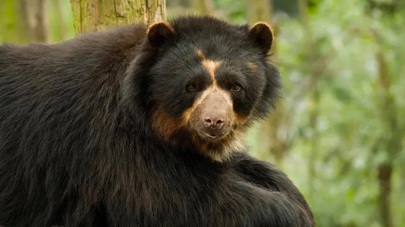 Andean Bear