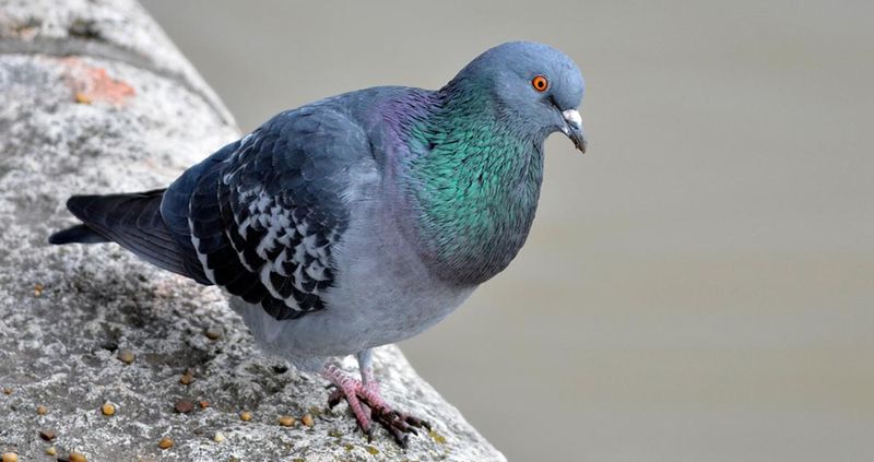 Rock Pigeon: From Revered Messenger To Urban Pest