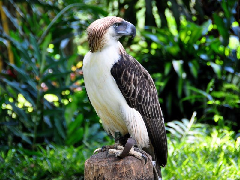Philippine Eagle