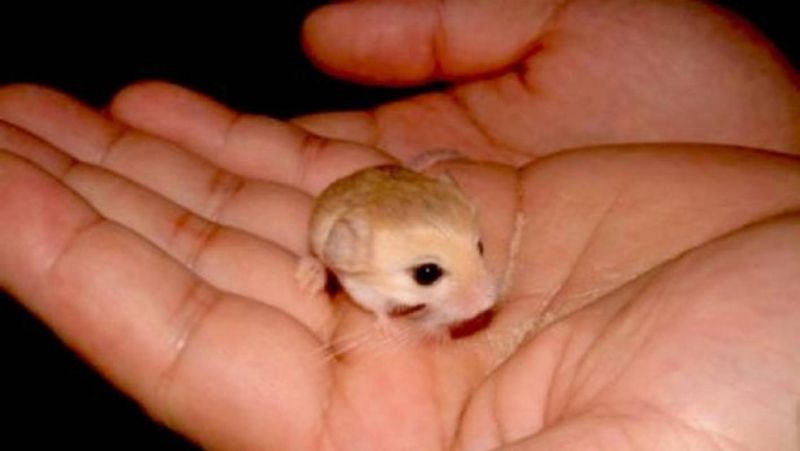 Baluchistan Pygmy Jerboa: Cotton Ball On Springs