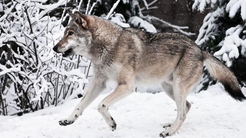 Tundra Wolf - Russia's Frost-Resistant Hunter