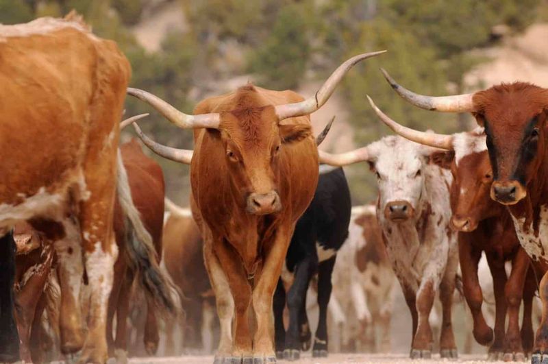 African Cattle: Adaptations To Harsh Environments
