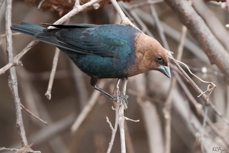 Brown-headed Cowbird: Native Nest Parasite