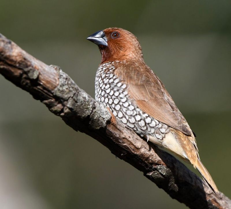 Nutmeg Mannikin