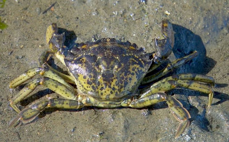 European Green Crab