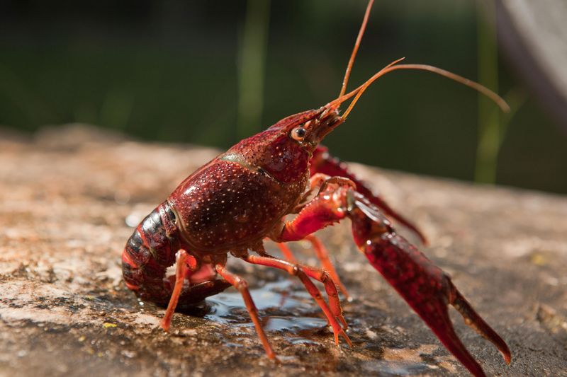 Red Swamp Crayfish
