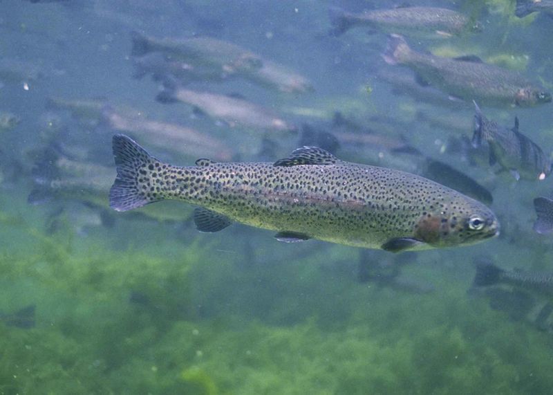 Rainbow Trout (Non-native)