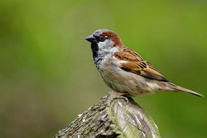 House Sparrow: The Tiny Conqueror