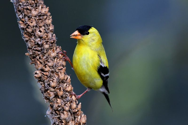 American Goldfinch - The Flying Sunbeam