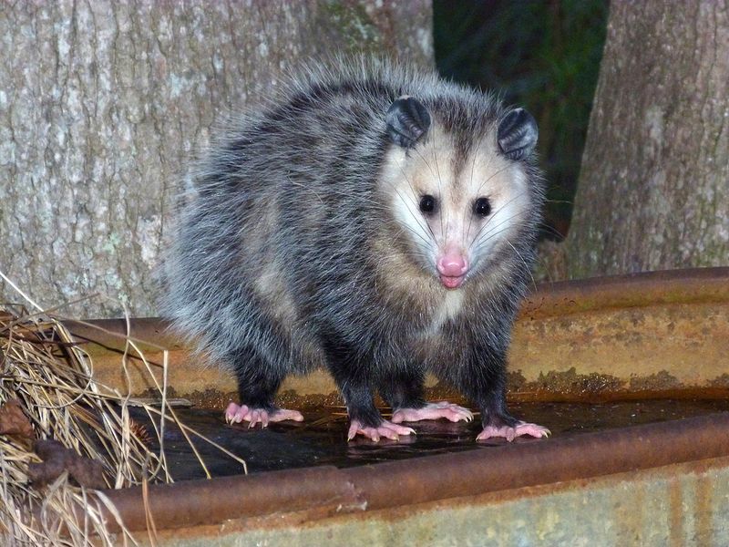 Opossum