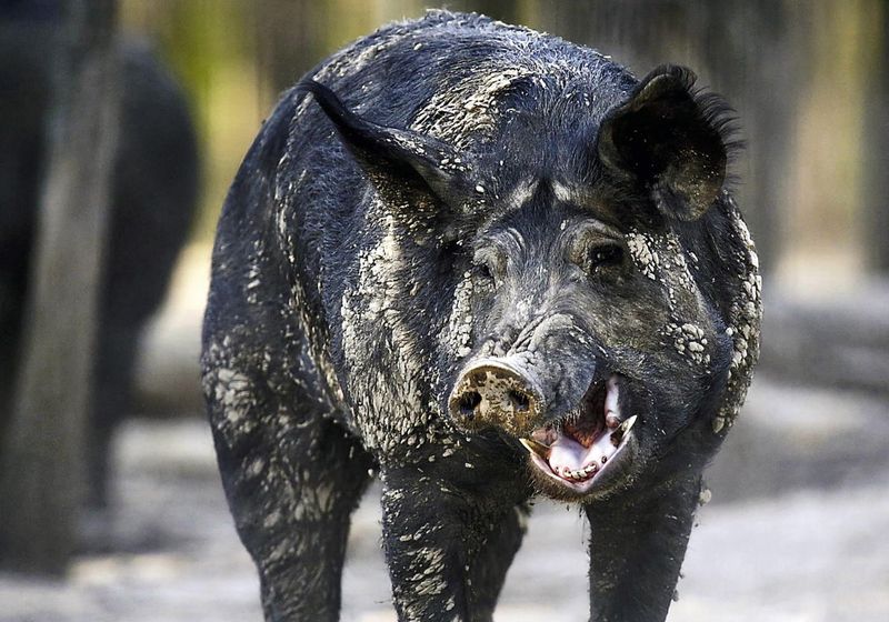 Wild Boars: Rooting Machines