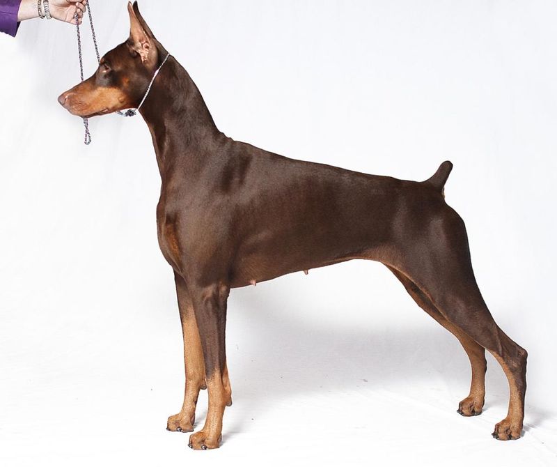 American Show Line Dobermans