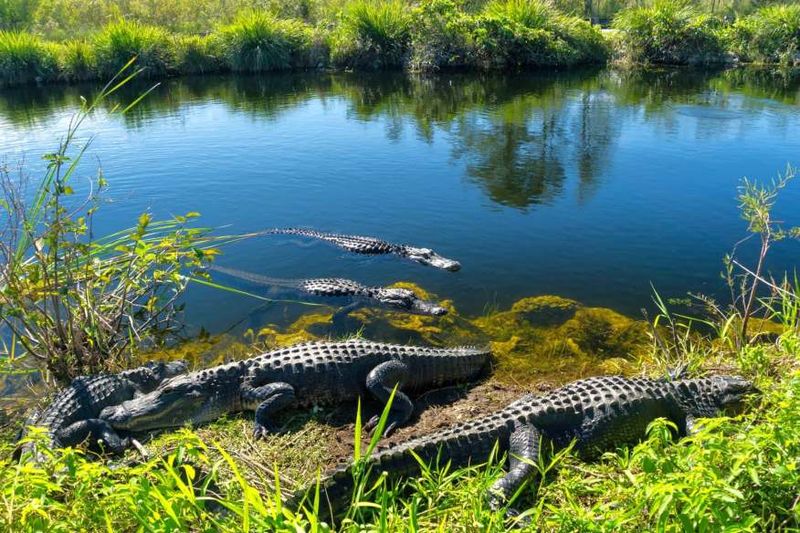 The Unexpected Climate Allies In The Everglades