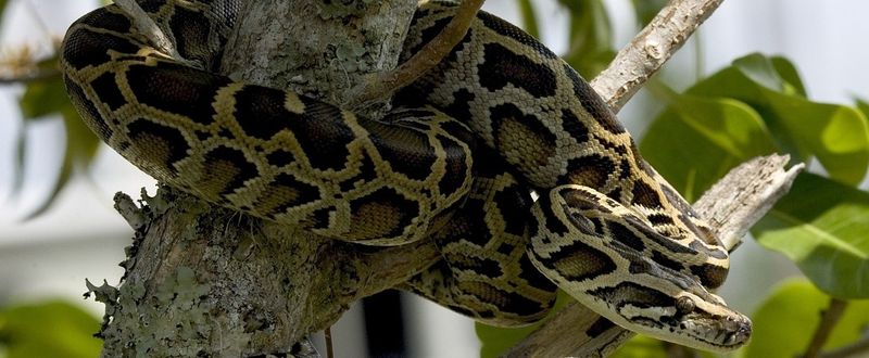 Invasive Pythons Decimating Native Mammals