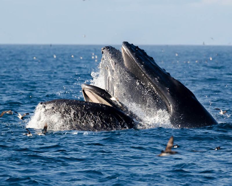 Channel Islands National Park