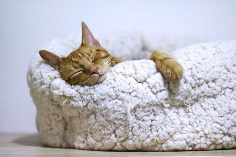 Long-Term Planning Includes Your Pet