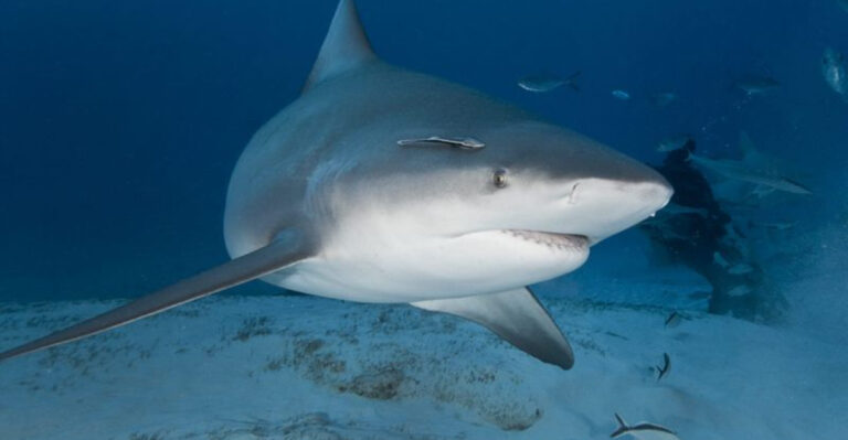 Everything About Bull Sharks: Their Appearance, Behavior, And Diet Explained